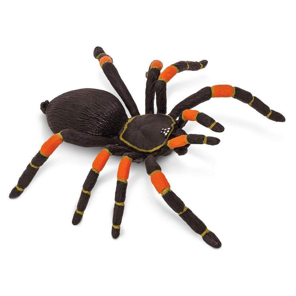 Orange-kneed Tarantula