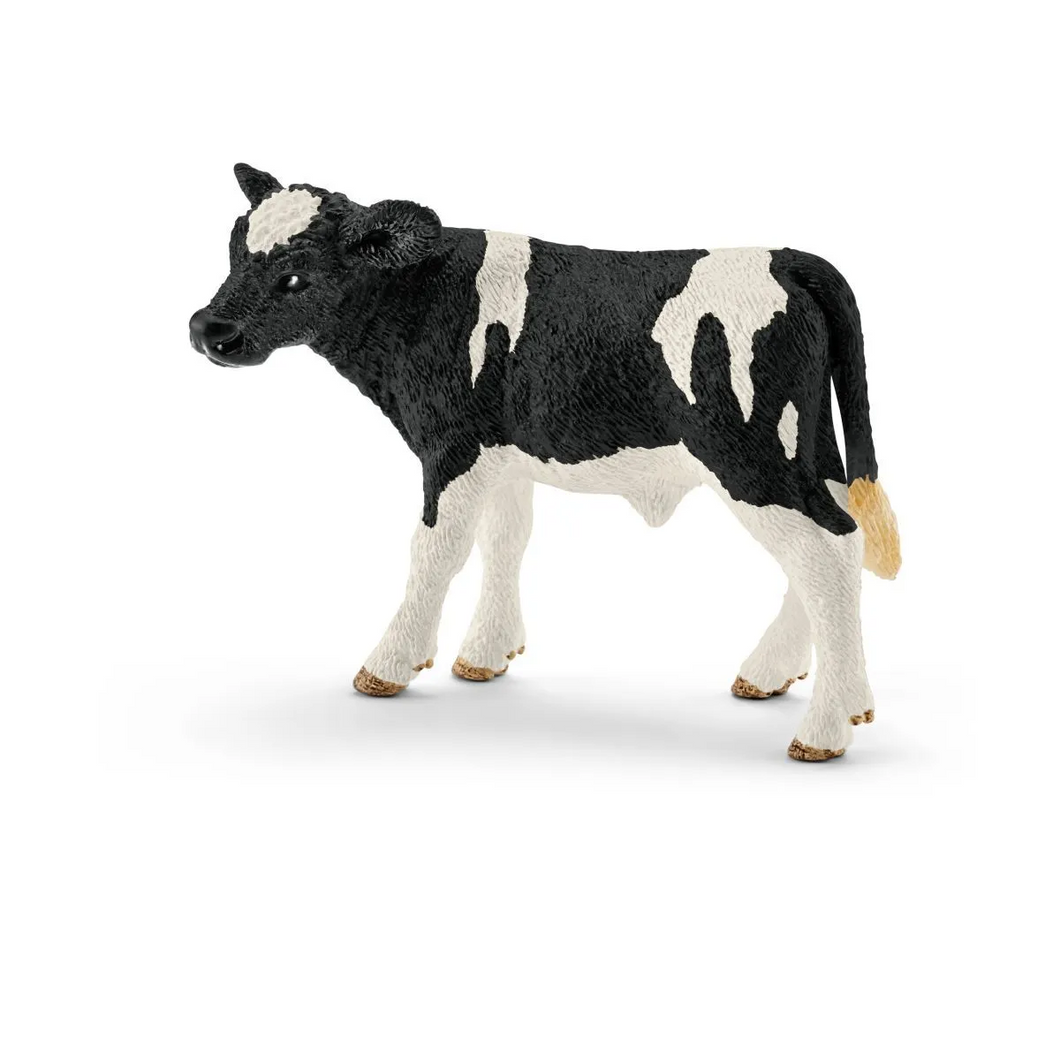 Holstein - Calf