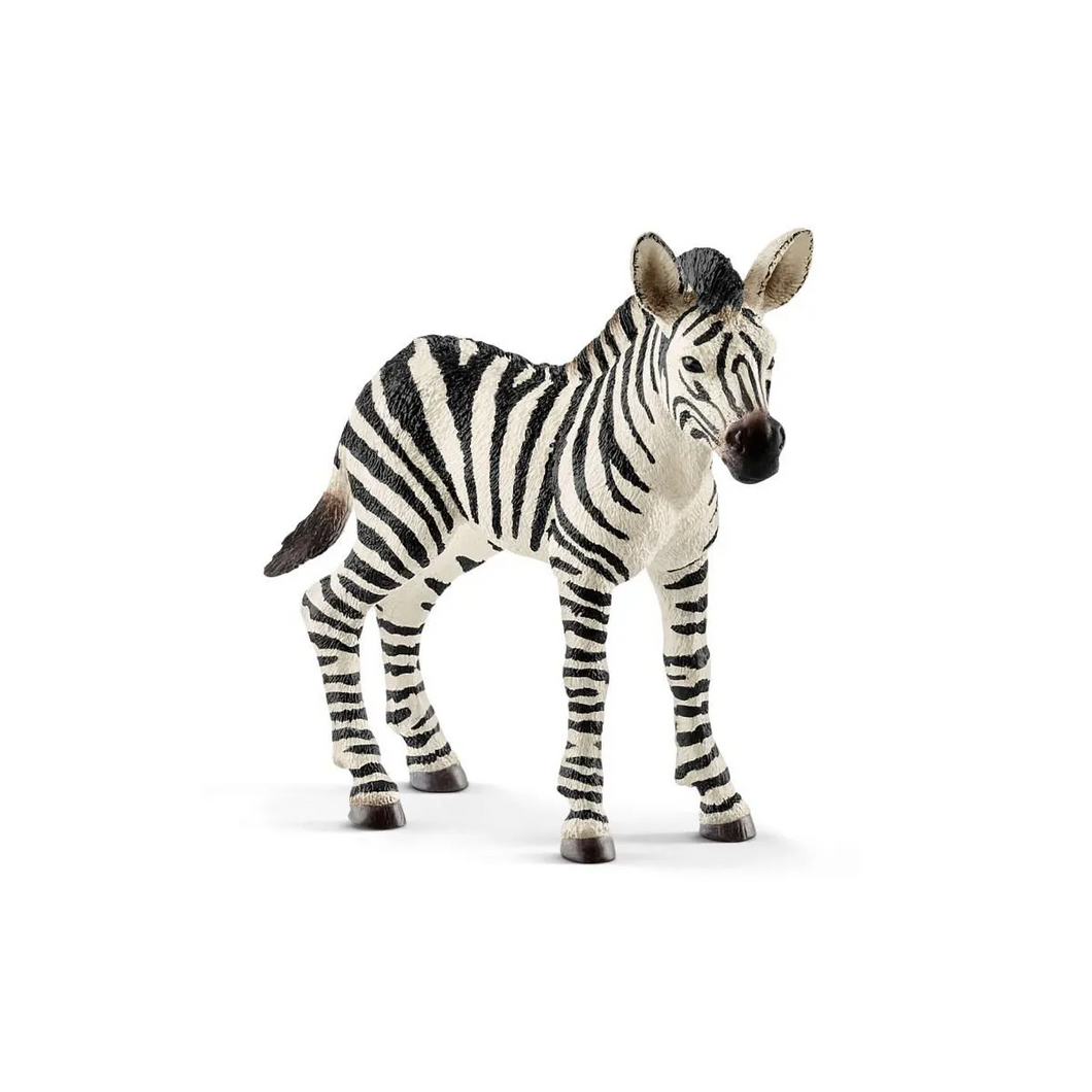 Zebra - Foal