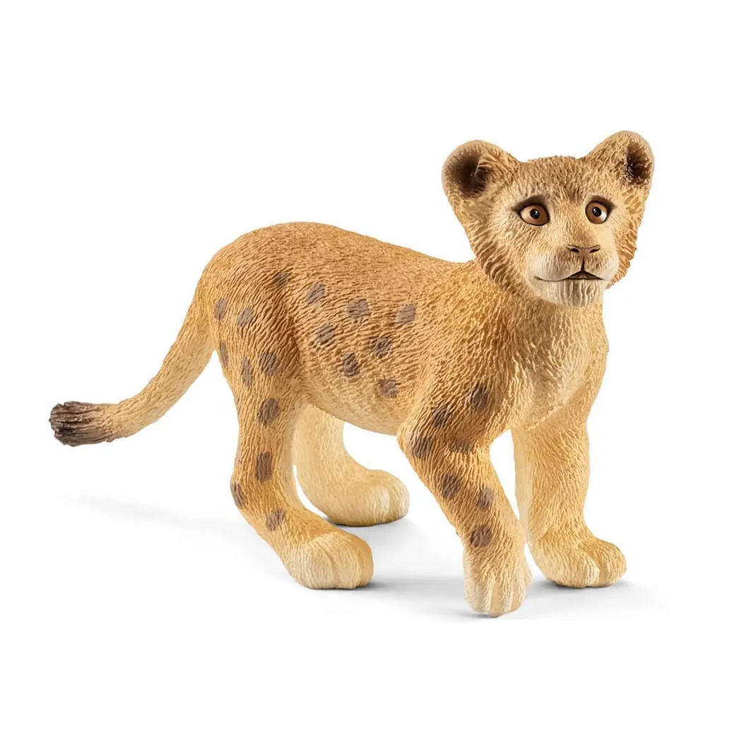 Lion - Cub