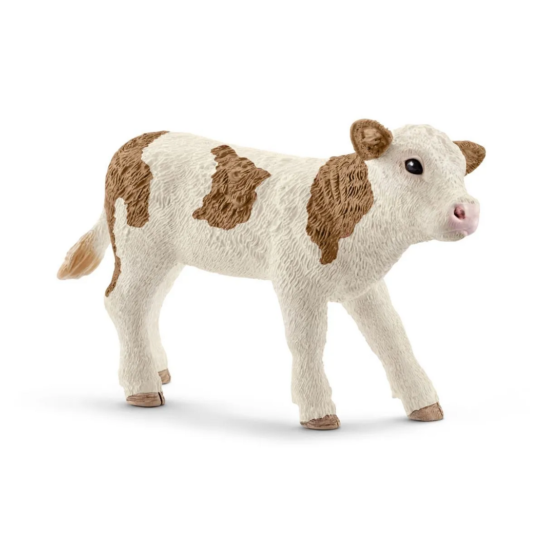 Simmental - Calf