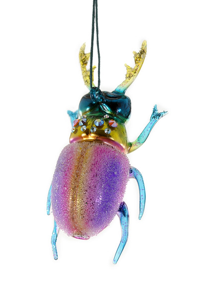 Stag Horn Beetle