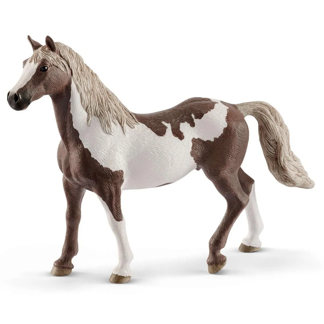 Paint Horse - Gelding
