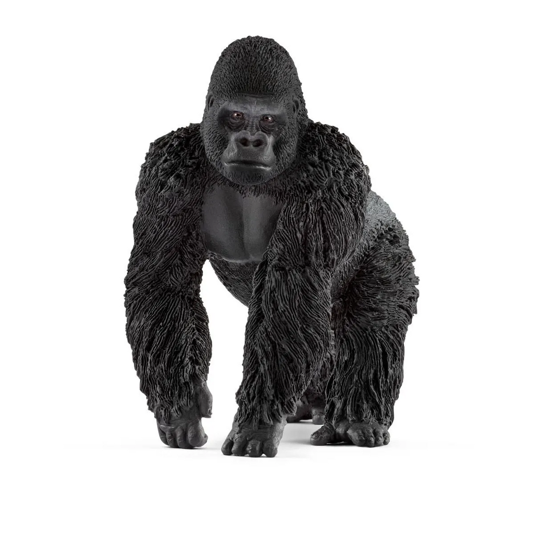 Gorilla - Male