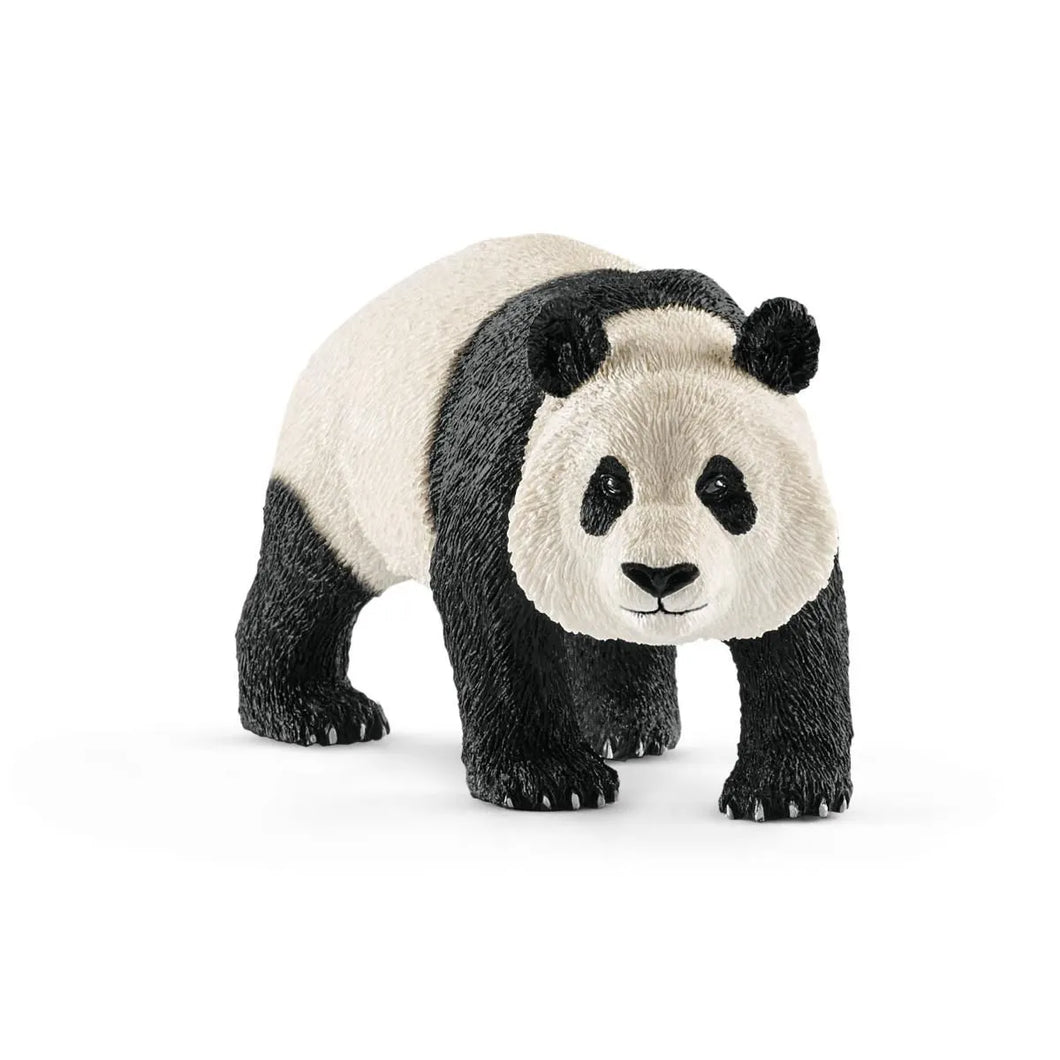 Giant Panda - Male
