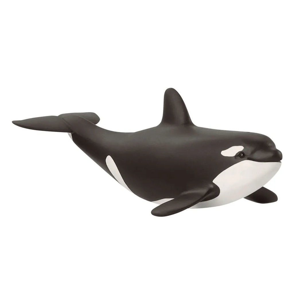 Orca - Baby