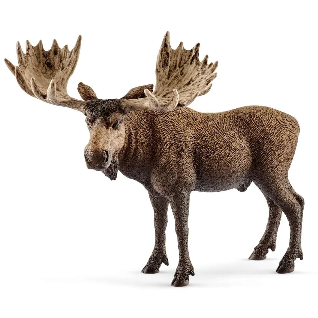 Moose - Bull