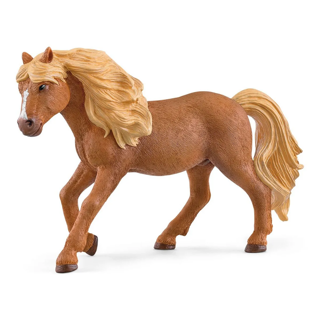 Icelandic Pony - Stallion