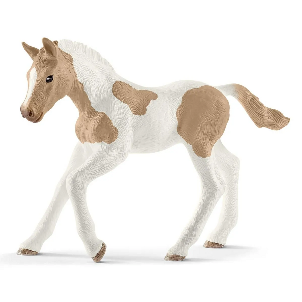 Paint Horse - Foal