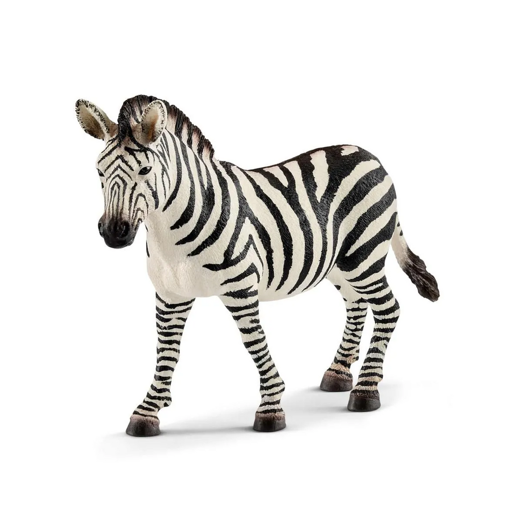 Zebra - Female