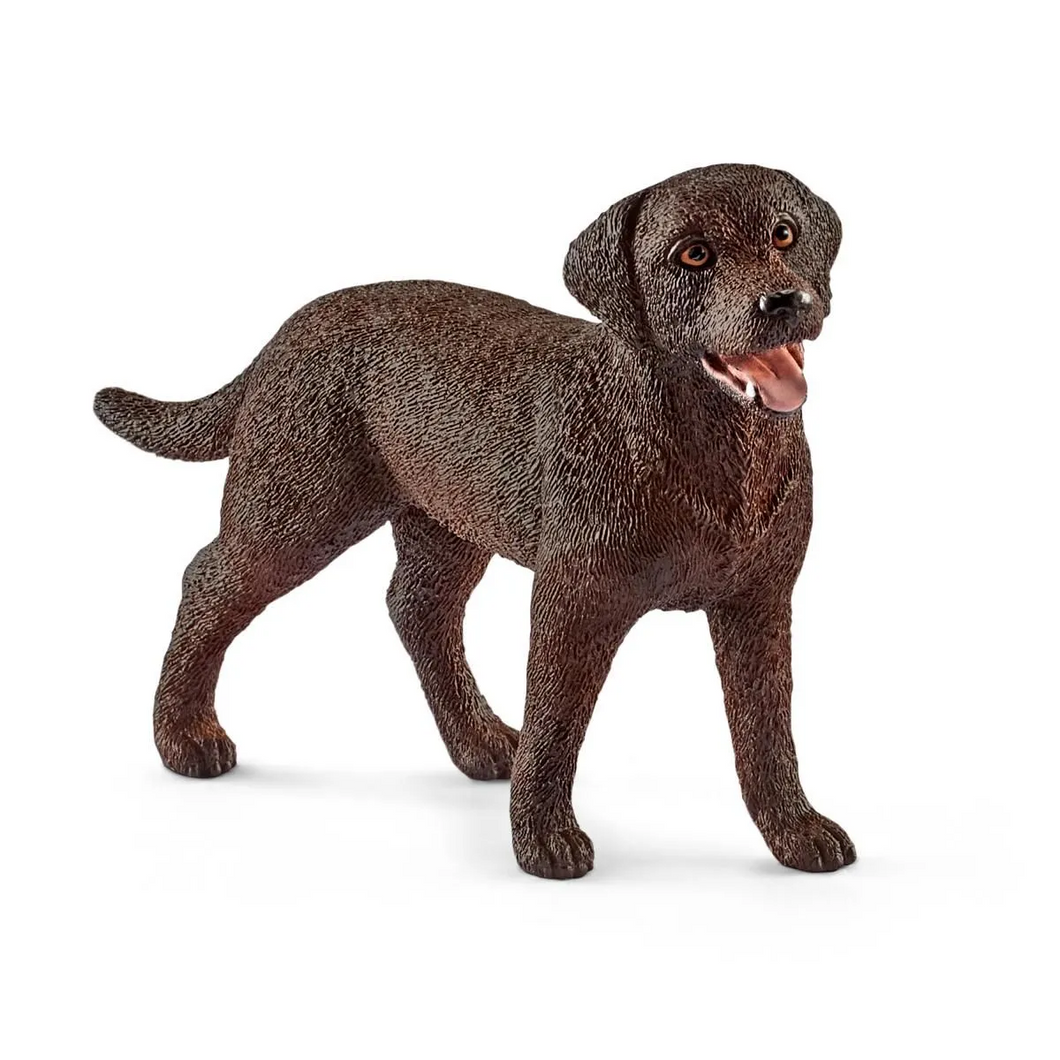 Labrador - Female
