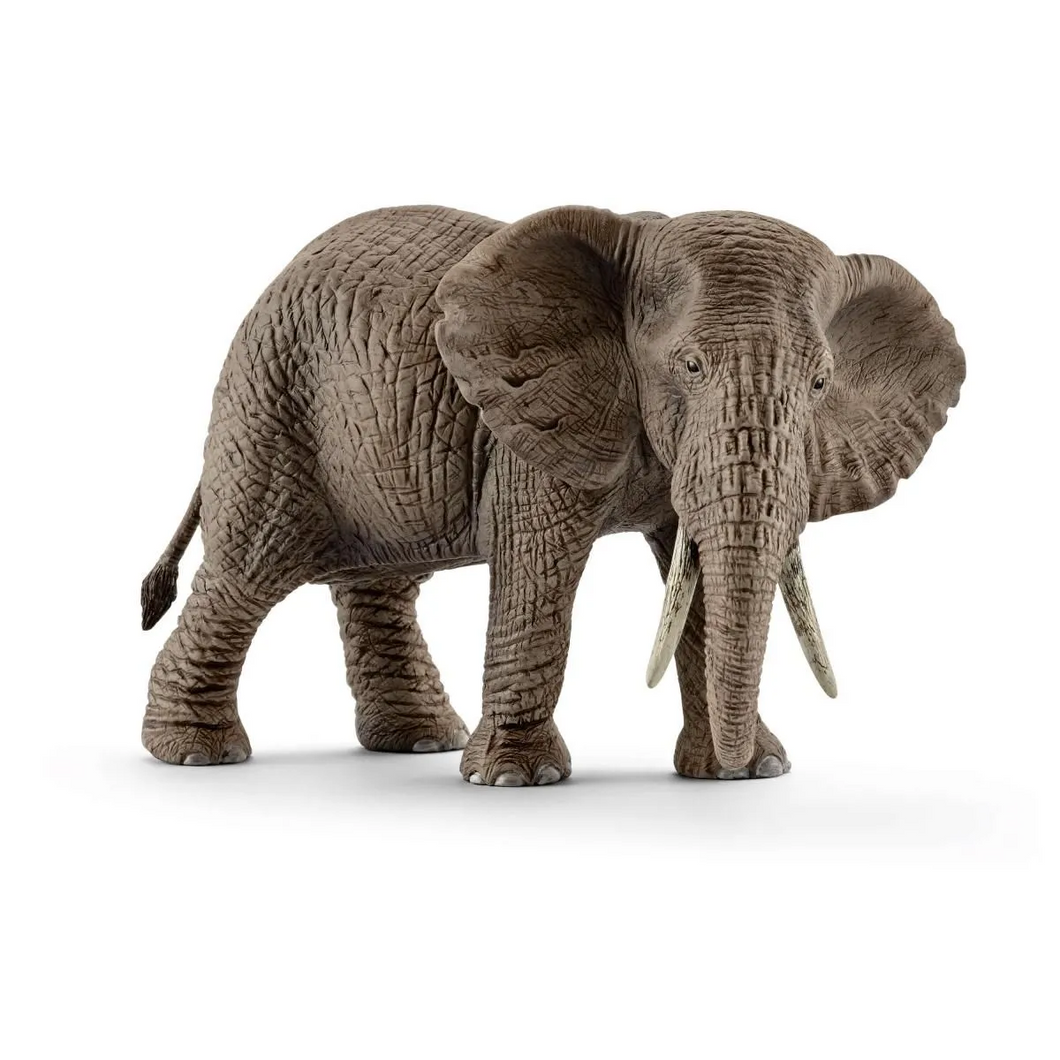 African Elephant - Female